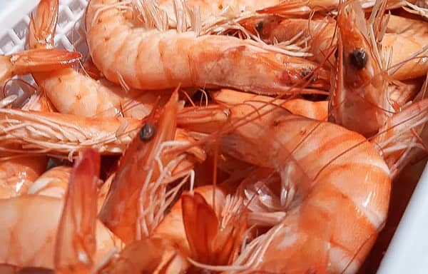 Langostino Cocido